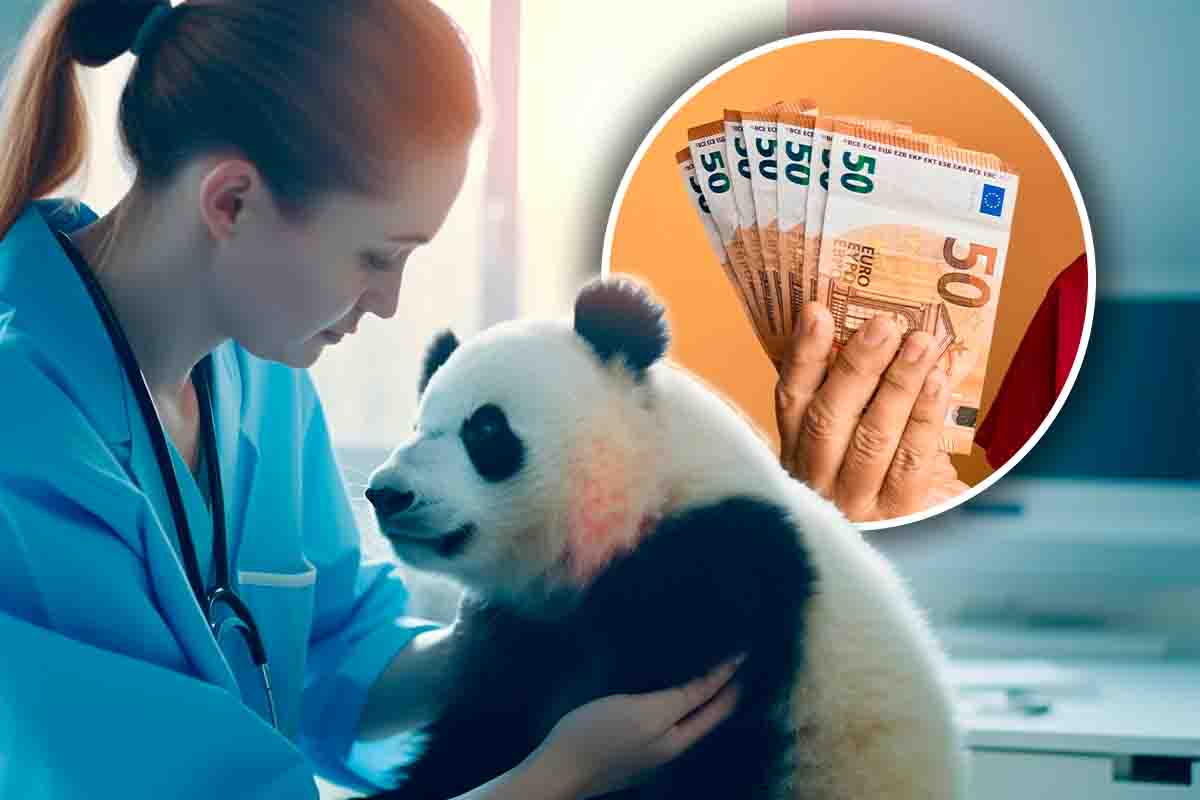 Fai da tata ai panda: ecco il lavoro che ti fa viaggiare