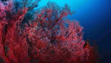 Coralli che galleggiano