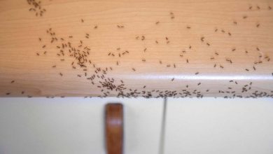 perché le formiche entrano in casa