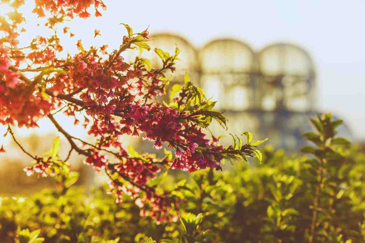 Giardino Botanico Europa più alto