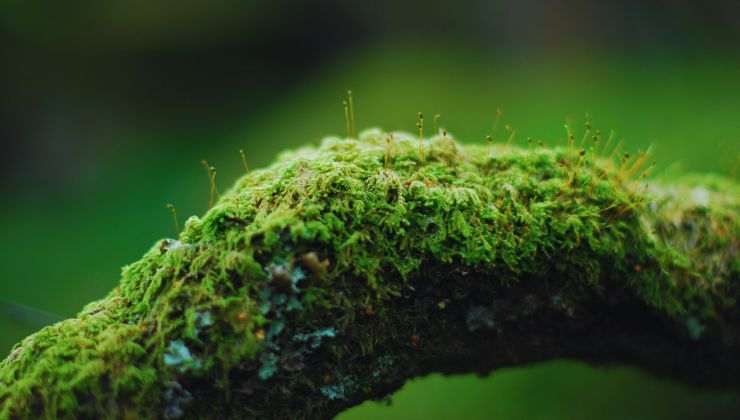 Moss plants