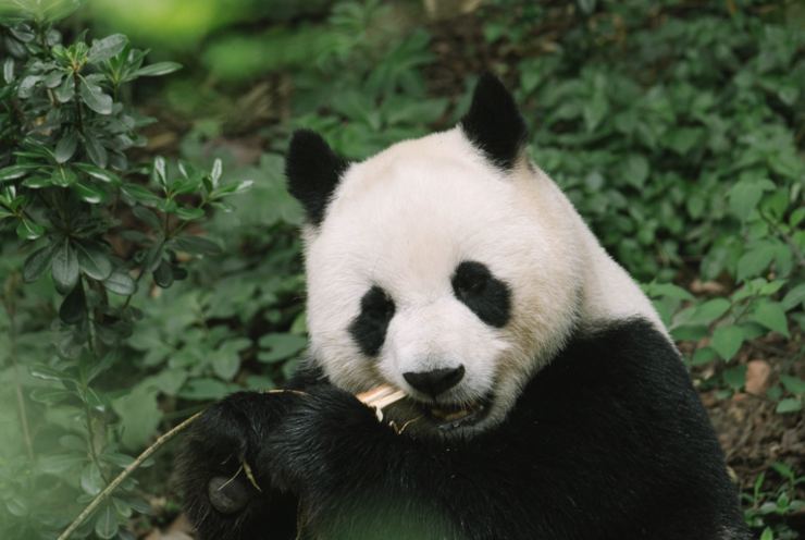 Uno dei lavori più sognati al mondo: abbracciare i cuccioli di panda