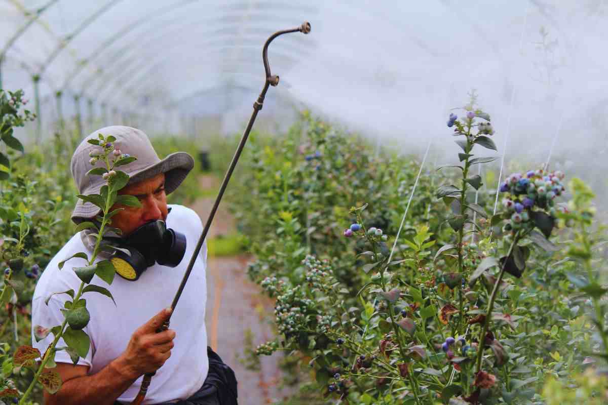 Pesticida cosa accade?