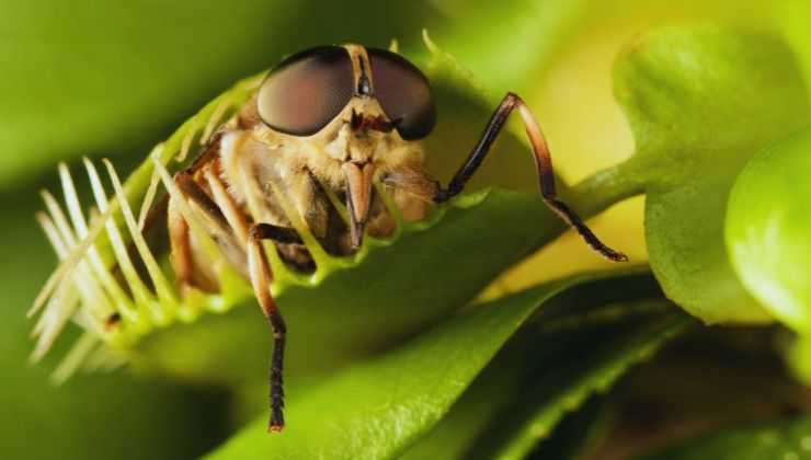 Piante carnivore cosa fanno?