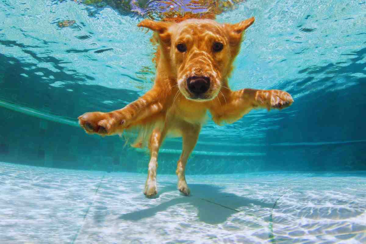 cani in piscina