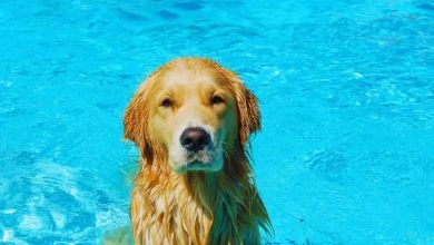 Cani e gatti piscina