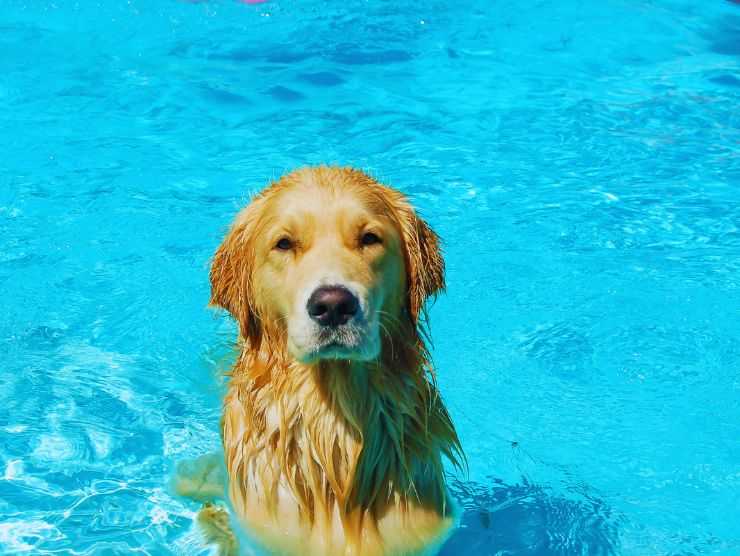 Cani e gatti piscina