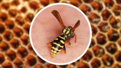 Differenza tra ape e vespa: come riconoscerle a colpo d'occhio