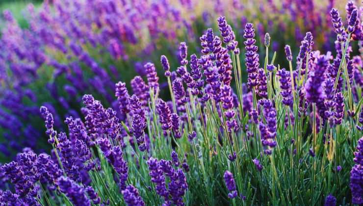 Lavanda ottima 