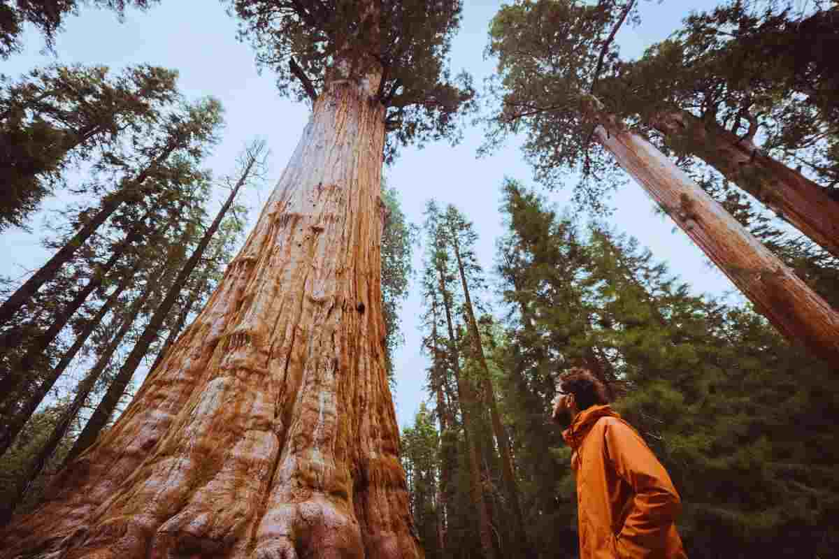 Come rigenerarsi nel bosco