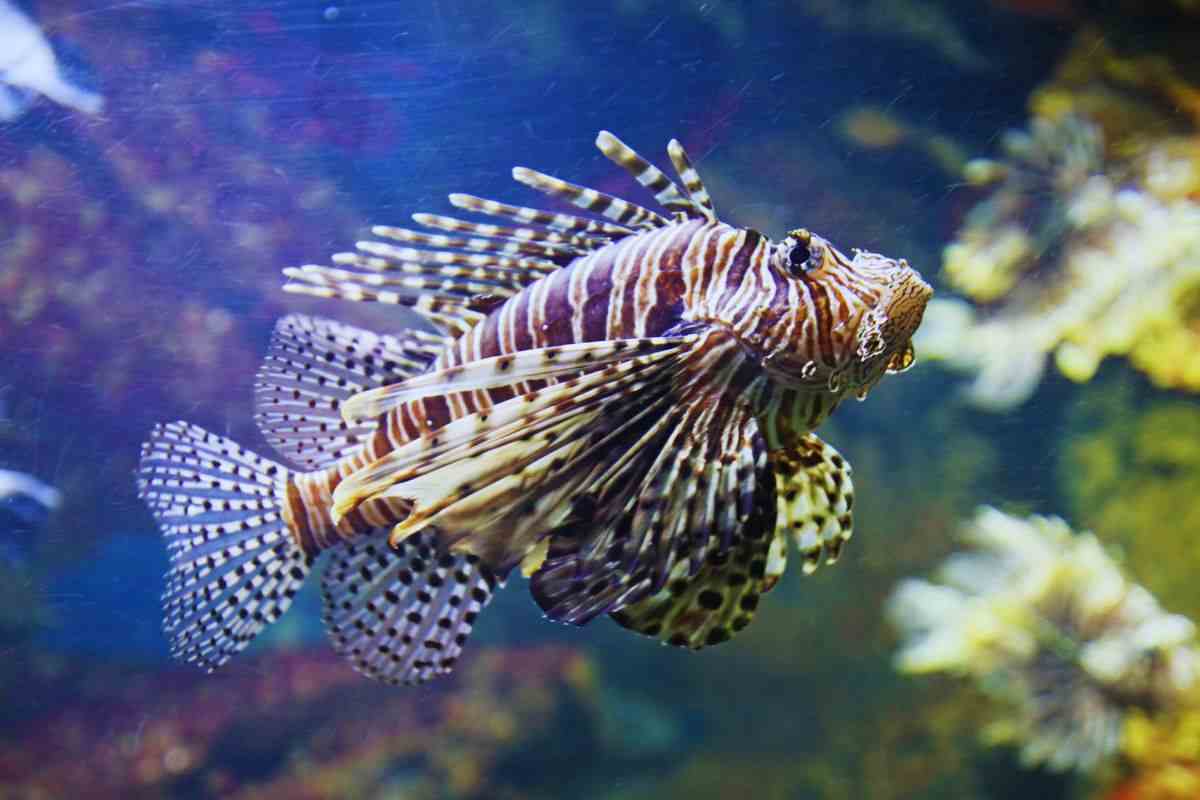 attenzione al pesce scorpione