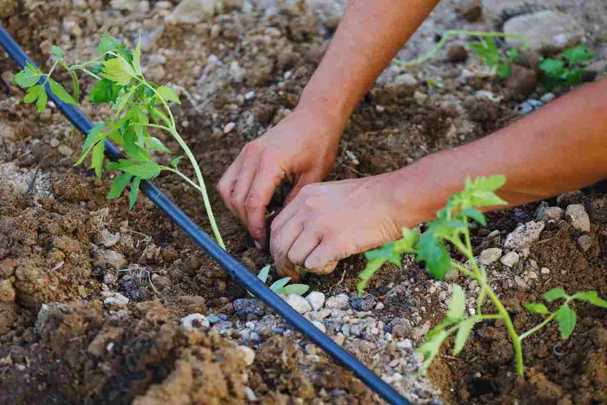 Pomodoro irrigazione