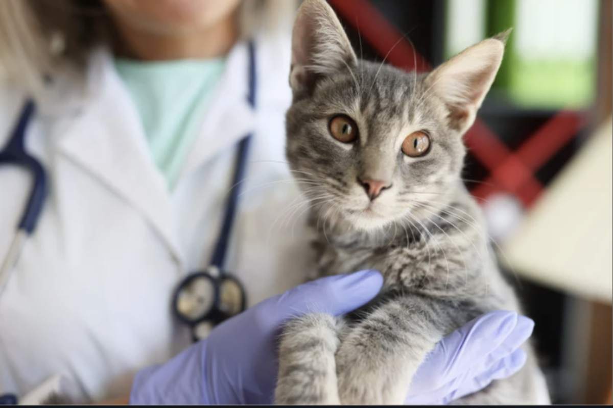 Il bonus copre una serie di spese veterinarie e farmaci, fino a un massimo di 550 euro.